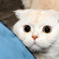 *** :: Сергей Сергеев