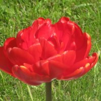 Аленький цветочек :: Дмитрий Никитин