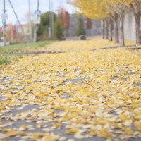 Листопад :: Дмитрий Петров