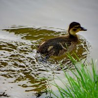 Из молодых, да ранних :: Александр Чеботарь Из молодых, да ранних :: Александр Чеботарь