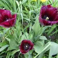 Тюльпан "Кубанская ночь", бахромчатый :: Антонина Балабанова Тюльпан "Кубанская ночь", бахромчатый :: Антонина Балабанова