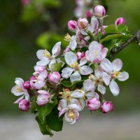 Весенние краски природы. :: Григорий П