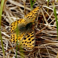 Бабочки, снятые вчера  3 :: Александр Прокудин