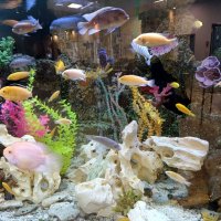 Подводный мир. :: Ирина ***