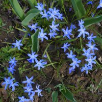 хионодоксы :: zavitok *