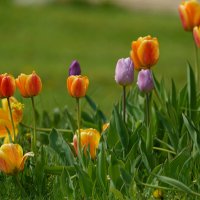 *** :: Иван Литвинов