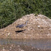 серая цапля :: юрий макаров