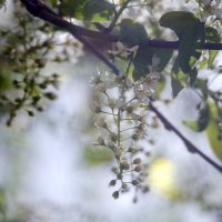 Церемуха :: Lyubov Busova Церемуха :: Lyubov Busova