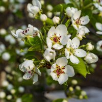 Весна :: Петр 