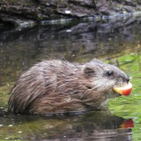 Ондатра :: Лина 