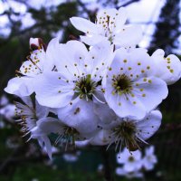 Вишня цветёт :: Людмила Смородинская