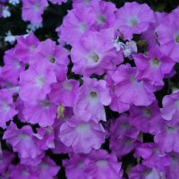 Colore lilla .... :: Алёна Савина