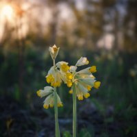 * :: Александр Иванов