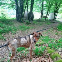 БАДИ на прогулке :: Tata Wolf