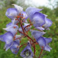 Аконит и тли :: Anna Ivanova Аконит и тли :: Anna Ivanova