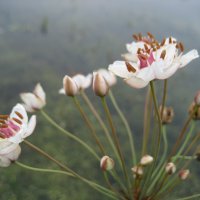 Сусак :: Anna Ivanova Сусак :: Anna Ivanova