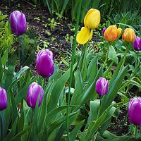 Тюльпаны :: Владимир Кроливец