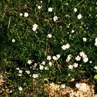 Весенние зарисовки 139 :: Алексей Кузнецов Весенние зарисовки 139 :: Алексей Кузнецов