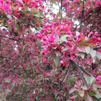 Май :: Маера Урусова Май :: Маера Урусова