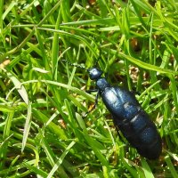 ***** :: ИННА ПОРОХОВА ***** :: ИННА ПОРОХОВА