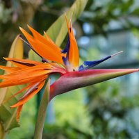 Райская птица-стрелиция :: Светлана 