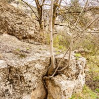 Сила жизни :: Дмитрий Лупандин