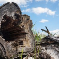 Пень лежачий. :: sorovey Sol