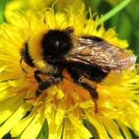 Шмель на одуванчике :: Андрей Снегерёв Шмель на одуванчике :: Андрей Снегерёв