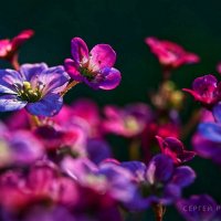 Вечерние ароматы :: Сергей 