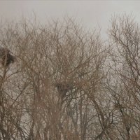 Гнезда птиц зимой на острове Суомиенлинна :: Alexandra Sakharova