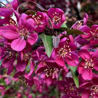 Декоративная яблоня. :: Ирина 