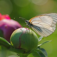 Бабочка :: tamara kremleva