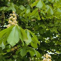 Цветущие каштаны. :: Ольга 