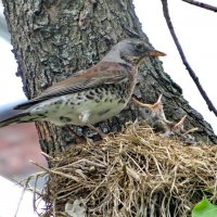 Высидела! :: Александр Чеботарь