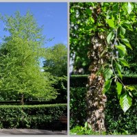Береза черная (Betula nigra) с кудрявым стволом :: Татьяна Машошина