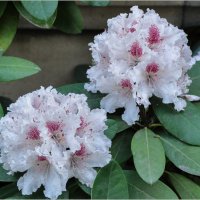 Рододендрон :: Татьяна Машошина