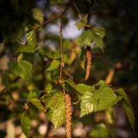 Май :: Евгения Каравашкина