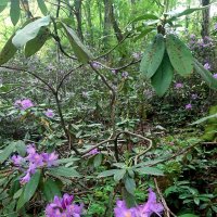 РОДОДЕНДРОН :: Tata Wolf