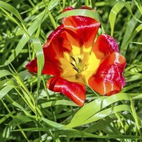 Красавчик :: Валерий Иванович Красавчик :: Валерий Иванович