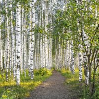 Березовая роща :: Галина Новинская