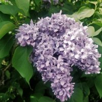 Сиреневый май :: Андрей Хлопонин Сиреневый май :: Андрей Хлопонин