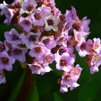 Цветение бадана :: Татьяна Лютаева