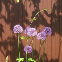 майская зарисовка :: Елена Шаламова