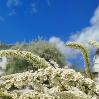 Цветущий май :: светлана льдокова