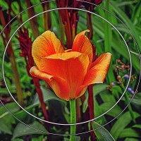 Этюд с тюльпаном :: Владимир Кроливец