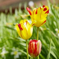 Тюльпаны :: Сергей Швечков