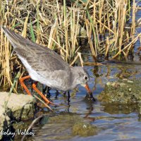 Травник :: Николай Волков