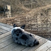 Чак на причале. :: Ольга Довженко