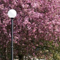 Вот и в Сибири всё расцвело :: Наталия Григорьева Вот и в Сибири всё расцвело :: Наталия Григорьева