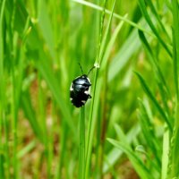 клоп :: Ivan Vodonos